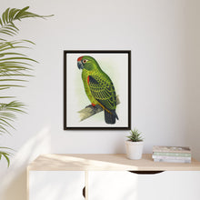 Placa grabada en madera de color loro de Jardine (Poicephalus gulielmi gulielmi) de Alexander Francis Lydon. 