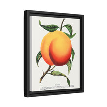 Foster peach lithograph. Digitally enhanced from our own original 1900 edition plates of Botanical Specimen published by Rochester Lithographing - NOMADEN ART GALLERY