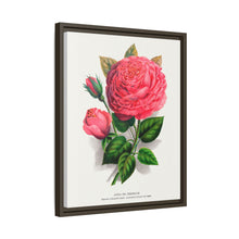 Pink rose, Anna De Diesbach lithograph. Digitally enhanced from our own original 1900 edition plates of Botanical Specimen published by Rochester Lithographing