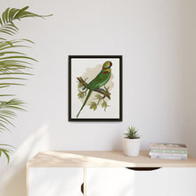 Alexandrine Parakeet (Psittacula eupatria) colored wood-engraved plate by Alexander Francis Lydon.