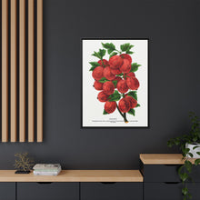 Industry Gooseberry lithograph. Digitally enhanced from our own original 1900 edition plates of Botanical Specimen published by Rochester Lithographing