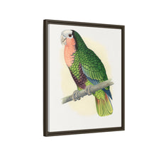 Red-Throated White-Fronted Amazon (Amazona leucocephala) colored wood-engraved plate by Alexander Francis Lydon.