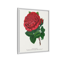 Red rose, American Beauty lithograph. Digitally enhanced from our own original 1900 edition plates of Botanical Specimen published by Rochester Lithographing