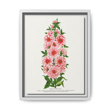 Prunus Triloba flower lithograph. Digitally enhanced from our own original 1900 edition plates of Botanical Specimen published by Rochester Lithographing - NOMADEN ART GALLERY