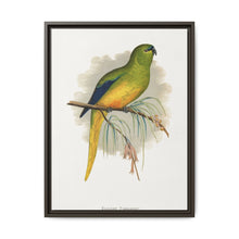 Elegant Parrakeet (Neophema elegans) colored wood-engraved plate by Alexander Francis Lydon - NOMADEN ART GALLERY