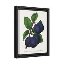 Niagara plum lithograph. Digitally enhanced from our own original 1900 edition plates of Botanical Specimen published by Rochester Lithographing - NOMADEN ART GALLERY