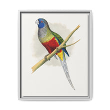 Blue Bonnet Parrakeet (Northiella haematogaster) colored wood-engraved plate by Alexander Francis Lydon. - NOMADEN ART GALLERY