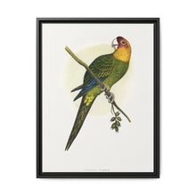 Carolina Parrot (Conuropsis carolinensis) colored wood-engraved plate by Alexander Francis Lydon. - NOMADEN ART GALLERY