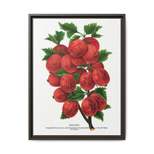 Industry Gooseberry lithograph. Digitally enhanced from our own original 1900 edition plates of Botanical Specimen published by Rochester Lithographing - NOMADEN ART GALLERY