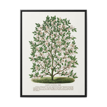 Hardy Magnolia tree lithograph. Digitally enhanced from our own original 1900 edition plates of Botanical Specimen published by Rochester Lithographing - NOMADEN ART GALLERY