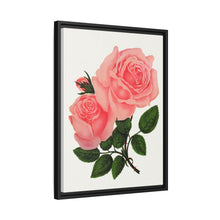 Pink Rose, La France Lithograph (1900)
