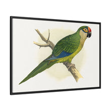 Golden-Crowned Conure (Aratinga auricapillus) colored wood-engraved plate by Alexander Francis Lydon