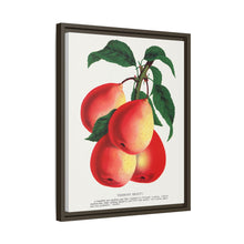 Vermont Beauty pear lithograph. Digitally enhanced from our own original 1900 edition plates of Botanical Specimen published by Rochester Lithographing