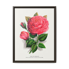 Pink rose, Anna De Diesbach lithograph. Digitally enhanced from our own original 1900 edition plates of Botanical Specimen published by Rochester Lithographing - NOMADEN ART GALLERY