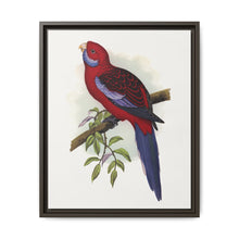 Pennant's Parrakeet (Platycercus elegans) colored wood-engraved plate by Alexander Francis Lydon - NOMADEN ART GALLERY