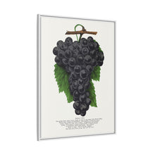 Early Ohio grape lithograph. Digitally enhanced from our own original 1900 edition plates of Botanical Specimen published by Rochester Lithographing