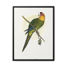 Carolina Parrot (Conuropsis carolinensis) colored wood-engraved plate by Alexander Francis Lydon. - NOMADEN ART GALLERY