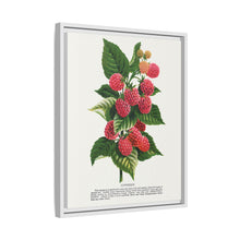 Cuthbert raspberry lithograph. Digitally enhanced from our own original 1900 edition plates of Botanical Specimen published by Rochester Lithographing
