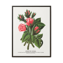 Pink roses, Crested Moss lithograph. Digitally enhanced from our own original 1900 edition plates of Botanical Specimen published by Rochester Lithographing - NOMADEN ART GALLERY