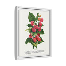 Cuthbert raspberry lithograph. Digitally enhanced from our own original 1900 edition plates of Botanical Specimen published by Rochester Lithographing