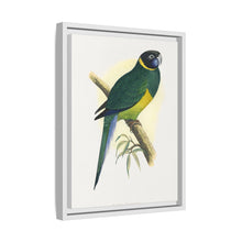 Bauer's Parrakeet (Barnardius zonarius) colored wood-engraved plate by Alexander Francis Lydon.