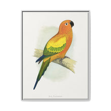 Sun Parrakeet (Aratinga solstitialis) colored wood-engraved plate by Alexander Francis Lydon - NOMADEN ART GALLERY