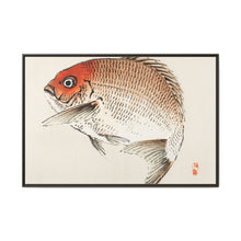Tai (Red Seabream) fish by Kōno Bairei - NOMADEN ART GALLERY