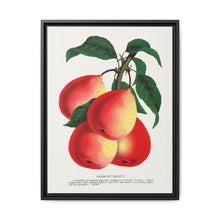 Vermont Beauty pear lithograph. Digitally enhanced from our own original 1900 edition plates of Botanical Specimen published by Rochester Lithographing - NOMADEN ART GALLERY