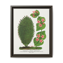 Tartarian, Upright Honeysuckle bush lithograph. Digitally enhanced from our own original 1900 edition plates of Botanical Specimen published by Rochester Lithographing - NOMADEN ART GALLERY