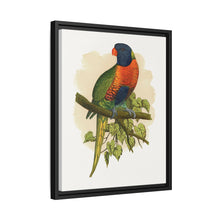 Blue Mountain Lory (Trichoglossus moluccanus) colored wood-engraved plate by Alexander Francis Lydon.
