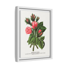 Pink roses, Crested Moss lithograph. Digitally enhanced from our own original 1900 edition plates of Botanical Specimen published by Rochester Lithographing