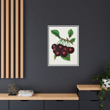 Black Tartarian cherry lithograph. Digitally enhanced from our own original 1900 edition plates of Botanical Specimen published by Rochester Lithographing