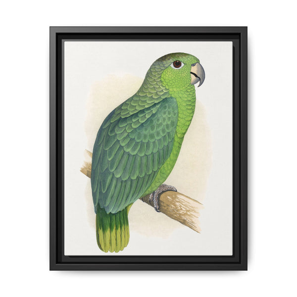 Mealy Amazon (Amazona farinosa) colored wood-engraved plate by Alexander Francis Lydon - NOMADEN ART GALLERY
