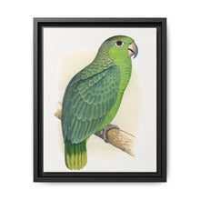 Mealy Amazon (Amazona farinosa) colored wood-engraved plate by Alexander Francis Lydon - NOMADEN ART GALLERY