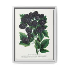 Wachusetts Thornless blackberry lithograph. Digitally enhanced from our own original 1900 edition plates of Botanical Specimen published by Rochester Lithographing - NOMADEN ART GALLERY