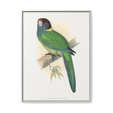 Yellow-Naped Parrakeet (Platycercus Baueri) colored wood-engraved plate by Alexander Francis Lydon. - NOMADEN ART GALLERY