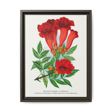 Trumpet flower lithograph. Digitally enhanced from our own original 1900 edition plates of Botanical Specimen published by Rochester Lithographing - NOMADEN ART GALLERY