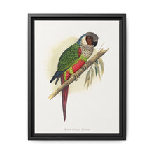 White-Eared Conure (Pyrrhura leucotis) colored wood-engraved plate by Alexander Francis Lydon - NOMADEN ART GALLERY