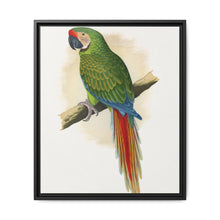 Military Macaw (Ara militaris) colored wood-engraved plate by Alexander Francis Lydon - NOMADEN ART GALLERY