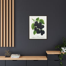 Snyder Blackberry lithograph from Botanical Specimen published by Rochester Lithographing