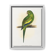 Canary-Winged Conure ( Brotogeris versicolurus) colored wood-engraved plate by Alexander Francis Lydon - NOMADEN ART GALLERY