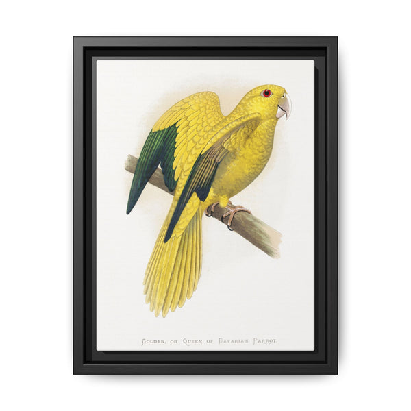 Golden or Queen Bavaria's Parrot (Guaruba guarouba) colored wood-engraved plate by Alexander Francis Lydon. - NOMADEN ART GALLERY