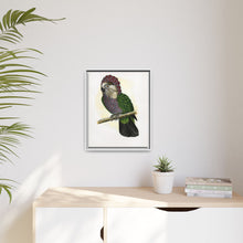 Hawk-Headed Parrot (Deroptyus accipitrinus) colored wood-engraved plate by Alexander Francis Lydon.