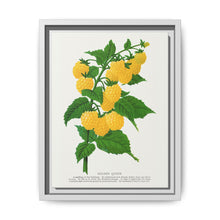 Golden queen raspberry lithograph. Digitally enhanced from our own original 1900 edition plates of Botanical Specimen published by Rochester Lithographing - NOMADEN ART GALLERY