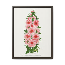 Prunus Triloba flower lithograph. Digitally enhanced from our own original 1900 edition plates of Botanical Specimen published by Rochester Lithographing - NOMADEN ART GALLERY
