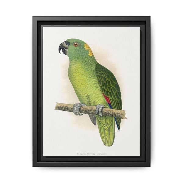 Yellow-Naped Amazon (Amazona auropalliata) colored wood-engraved plate by Alexander Francis Lydon - NOMADEN ART GALLERY