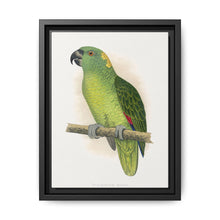 Yellow-Naped Amazon (Amazona auropalliata) colored wood-engraved plate by Alexander Francis Lydon - NOMADEN ART GALLERY