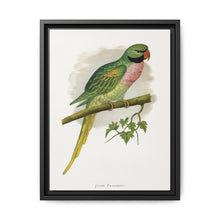 Javan Parrakeet (Psittacula alexandri) colored wood-engraved plate by Alexander Francis Lydon. - NOMADEN ART GALLERY