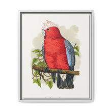 Rose-Breasted Cockatoo (Eolophus roseicapillus) colored wood-engraved plate by Alexander Francis Lydon. - NOMADEN ART GALLERY