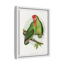 Rosy-Faced Love-Bird (Agapornis roseicollis) colored wood-engraved plate by Alexander Francis Lydon.